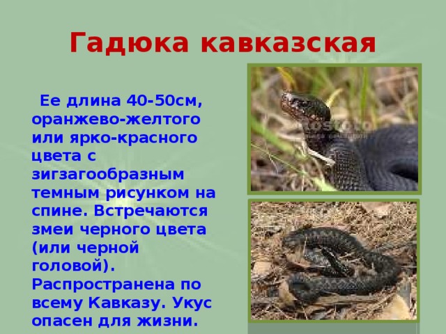 Гадюка кавказская  Ее длина 40-50см, оранжево-желтого или ярко-красного цвета с зигзагообразным темным рисунком на спине. Встречаются змеи черного цвета (или черной головой). Распространена по всему Кавказу. Укус опасен для жизни.