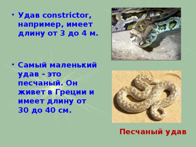 Удав constrictor, например, имеет длину от 3 до 4 м.   Самый маленький удав - это песчаный. Он живет в Греции и имеет длину от 30 до 40 см.
