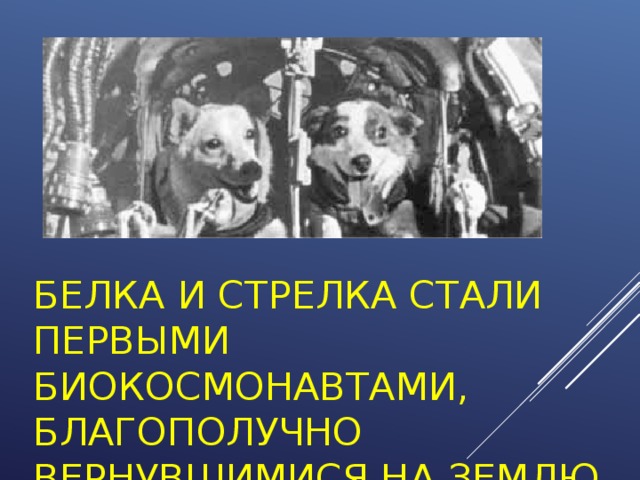 БЕЛКА И СТРЕЛКА СТАЛИ ПЕРВЫМИ БИОКОСМОНАВТАМИ, БЛАГОПОЛУЧНО ВЕРНУВШИМИСЯ НА ЗЕМЛЮ