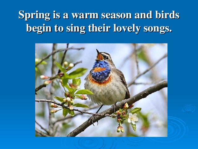 Spring is a warm season and birds begin to sing their lovely songs.