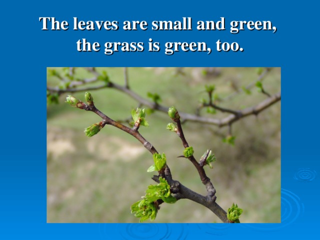 The leaves are small and green,  the grass is green, too.