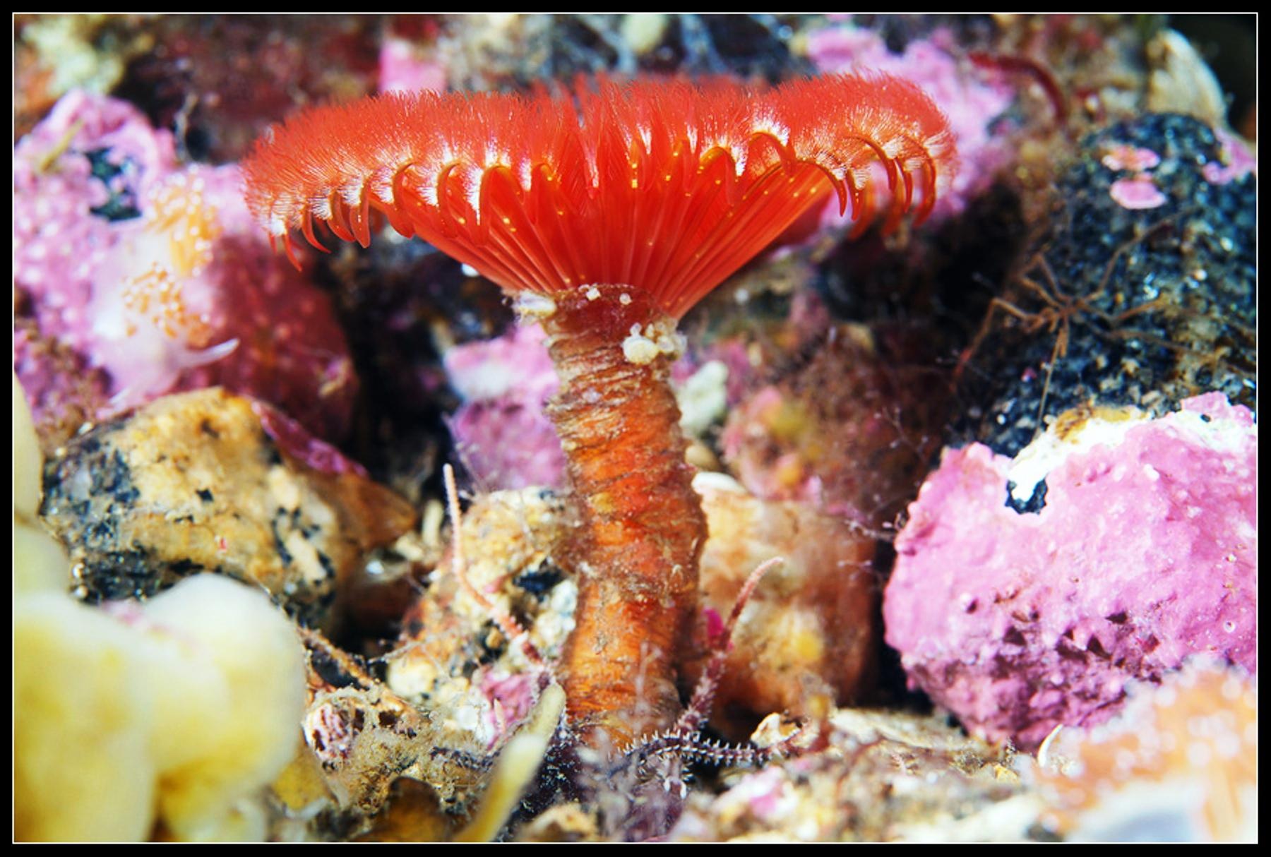 Покажи морской. Морской червь серпула. Polychaeta белого моря. Обитатели белого моря Александр Семенов. Александр Семенов подводный мир белого моря.