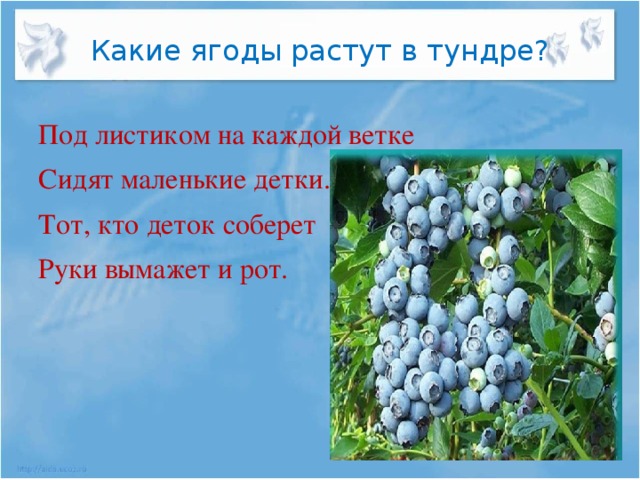 Какие ягоды растут в тундре? Под листиком на каждой ветке Сидят маленькие детки. Тот, кто деток соберет Руки вымажет и рот.