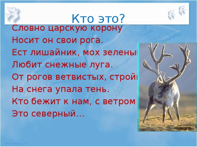 Кто это? Словно царскую корону Носит он свои рога. Ест лишайник, мох зеленый, Любит снежные луга. От рогов ветвистых, стройных На снега упала тень. Кто бежит к нам, с ветром споря? Это северный…