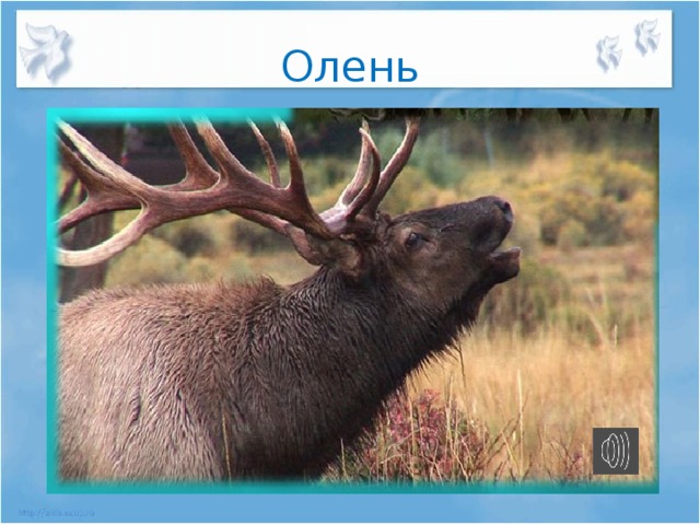 Олень