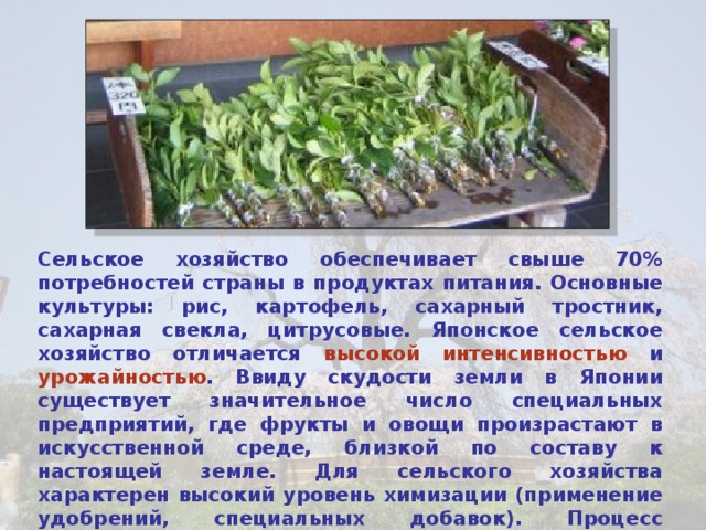 Сельское хозяйство обеспечивает свыше 70% потребностей страны в продуктах питания. Основные культуры: рис, картофель, сахарный тростник, сахарная свекла, цитрусовые. Японское сельское хозяйство отличается высокой интенсивностью и урожайностью . Ввиду скудости земли в Японии существует значительное число специальных предприятий, где фрукты и овощи произрастают в искусственной среде, близкой по составу к настоящей земле. Для сельского хозяйства характерен высокий уровень химизации (применение удобрений, специальных добавок). Процесс производства урожая находится под постоянным контролем специальной аппаратуры.