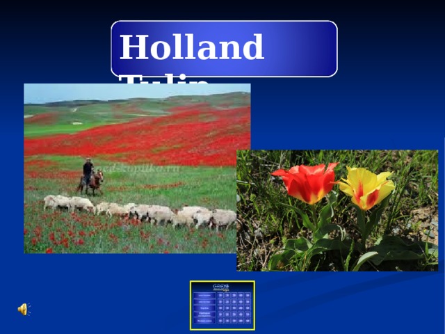 Holland Tulip