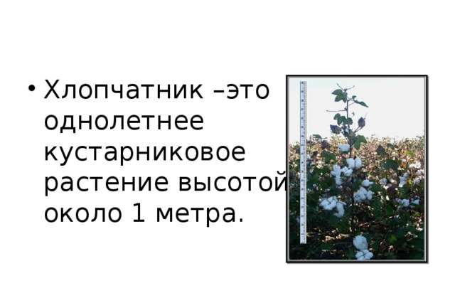 Хлопчатник –это однолетнее кустарниковое растение высотой около 1 метра.