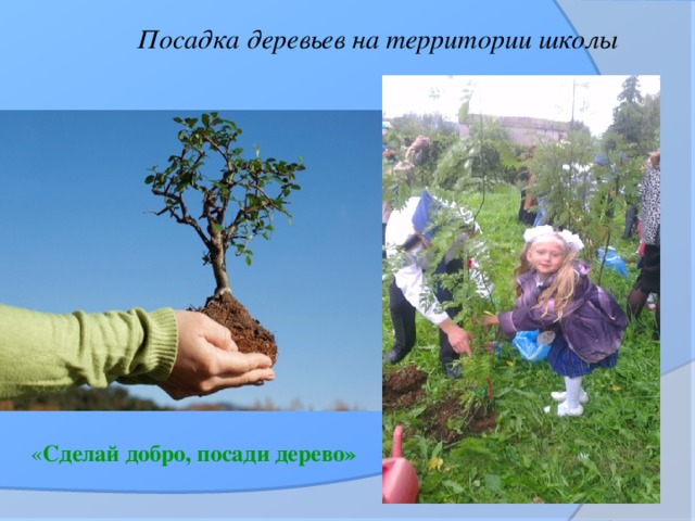 Посадка деревьев на территории школы « Сделай добро, посади дерево»