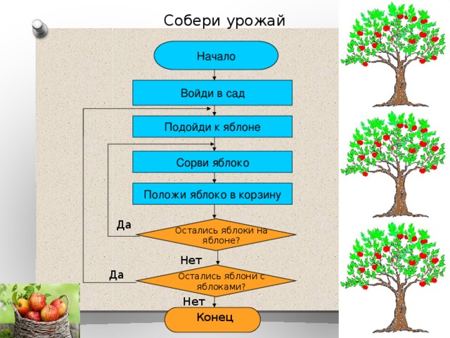 Собери урожай Начало Войди в сад Подойди к яблоне Сорви яблоко Положи яблоко в корзину Да Остались яблоки на яблоне? Нет Да Остались яблони с яблоками? 11 Нет Конец