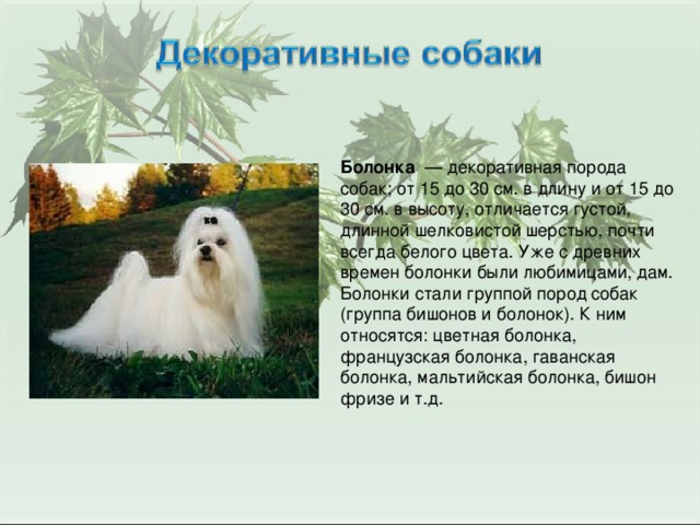 Болонка — декоративная порода собак; от 15 до 30 см. в длину и от 15 до 30 см. в высоту, отличается густой, длинной шелковистой шерстью, почти всегда белого цвета. Уже с древних времен болонки были любимицами, дам. Болонки стали группой пород собак (группа бишонов и болонок). К ним относятся: цветная болонка, французская болонка, гаванская болонка, мальтийская болонка, бишон фризе и т.д.