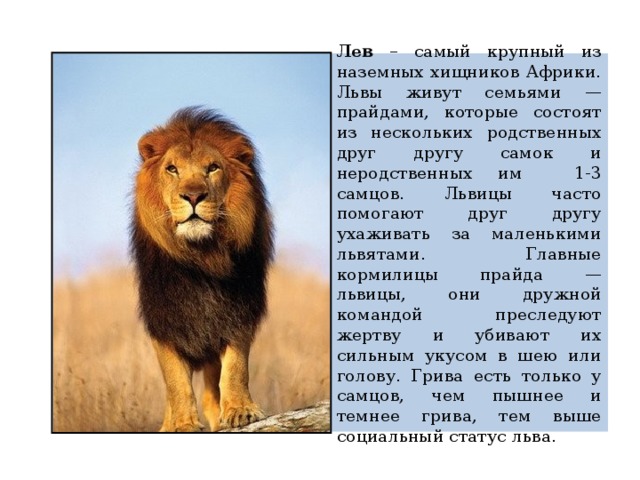 Лев – самый крупный из наземных хищников Африки. Львы живут семьями — прайдами, которые состоят из нескольких родственных друг другу самок и неродственных им 1-3 самцов. Львицы часто помогают друг другу ухаживать за маленькими львятами. Главные кормилицы прайда — львицы, они дружной командой преследуют жертву и убивают их сильным укусом в шею или голову. Грива есть только у самцов, чем пышнее и темнее грива, тем выше социальный статус льва.