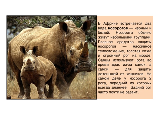 В Африке встречается два вида носорогов — черный и белый. Носороги обычно живут небольшими группами.  Главное средство защиты носорогов — массивное телосложение, толстая кожа и огромный рог на морде. Самцы используют рога во время драк из-за самок, а самки — для защиты детенышей от хищников. На самом деле у носорога 2 рога, передний из которых всегда длиннее. Задний рог часто почти не развит.