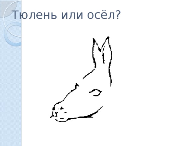 Тюлень или осёл?