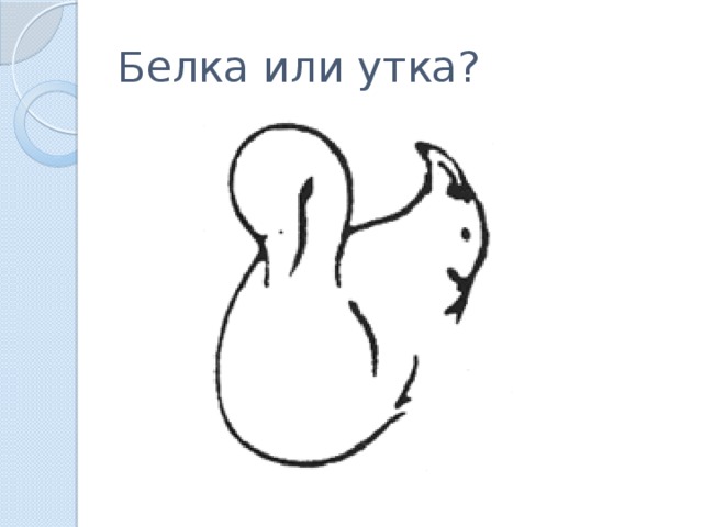 Белка или утка?