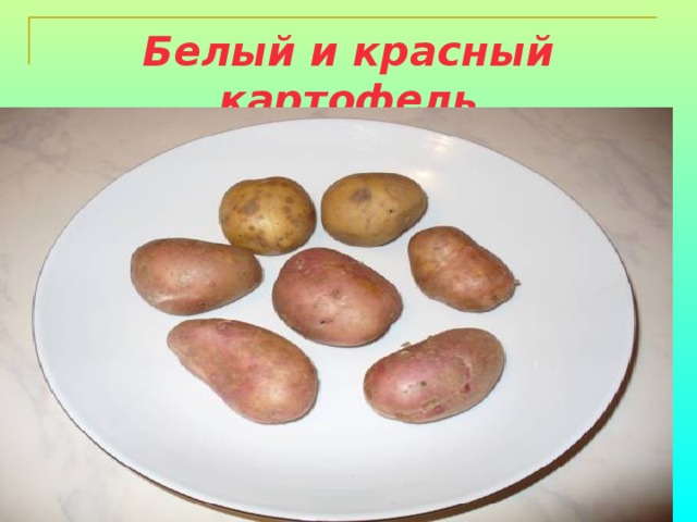 Белый и красный картофель