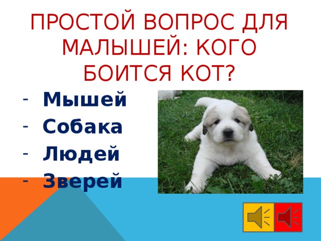 Простой вопрос для малышей: кого боится кот?