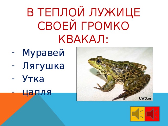 В теплой лужице своей громко квакал: Муравей Лягушка Утка цапля