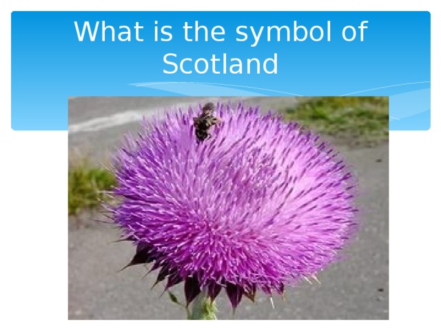 What is the symbol of Scotland
