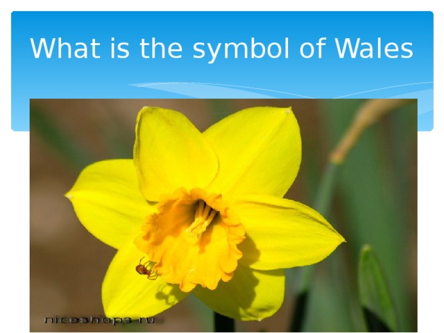 What is the symbol of Wales