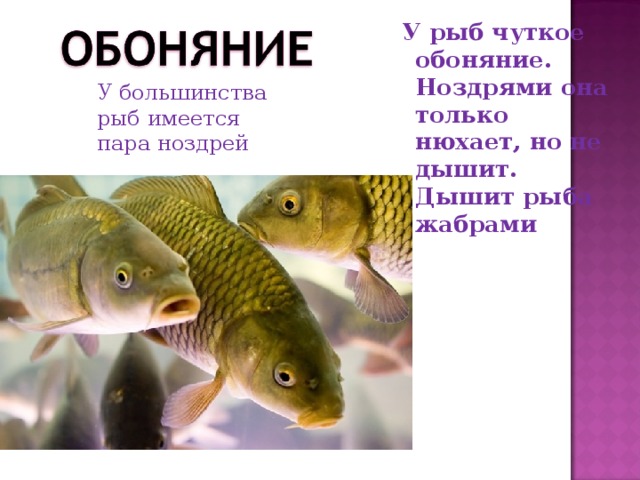 Рыбы очень хорошо видят то, что находится перед ними, и похуже то, что по бокам. Многие рыбы различают цвета.