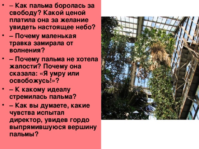 –  Как пальма боролась за свободу? Какой ценой платила она за желание увидеть настоящее небо? –  Почему маленькая травка замирала от волнения? –  Почему пальма не хотела жалости? Почему она сказала: «Я умру или освобожусь!»? –  К какому идеалу стремилась пальма? –  Как вы думаете, какие чувства испытал директор, увидев гордо выпрямившуюся вершину пальмы?