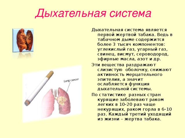Дыхательная система  Дыхательная система является первой жертвой табака. Ведь в табачном дыме содержится более 3 тысяч компонентов: углекислый газ, угарный газ, свинец, висмут, сероводород, эфирные масла, азот и др. Эти вещества раздражают слизистую оболочку, снижают активность мерцательного эпителия, а значит ослабляется функция дыхательной системы. По статистике разных стран курящие заболевают раком легких в 10-20 раз чаще некурящих, раком горла в 6-10 раз. Каждый третий уходящий из жизни – жертва табака.