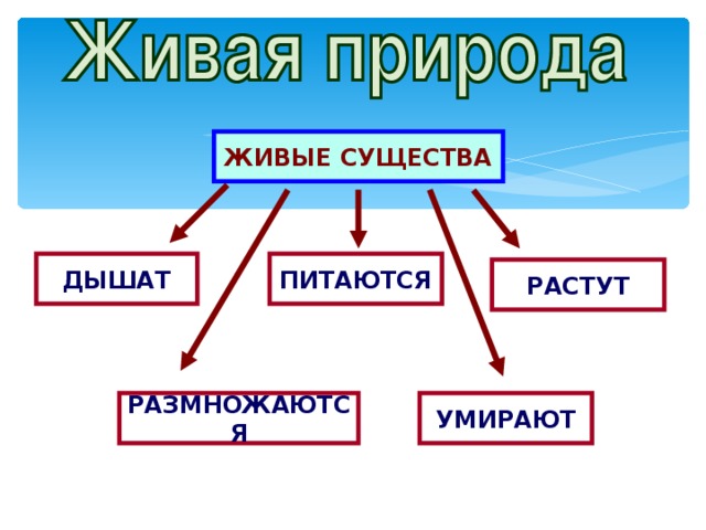 ЖИВЫЕ СУЩЕСТВА ДЫШАТ ПИТАЮТСЯ РАСТУТ РАЗМНОЖАЮТСЯ УМИРАЮТ