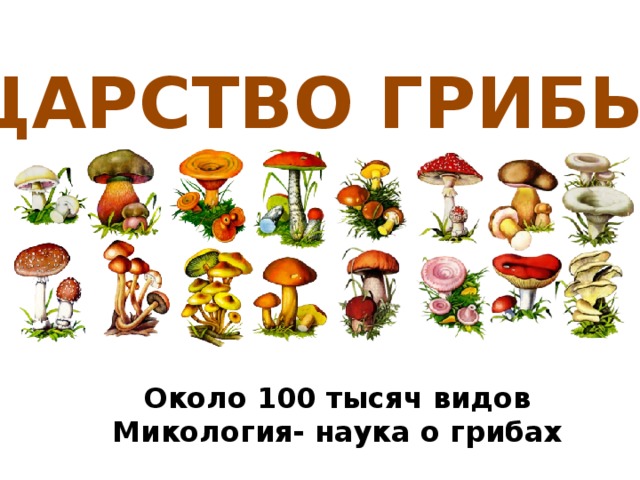 ЦАРСТВО ГРИБЫ Около 100 тысяч видов Микология- наука о грибах