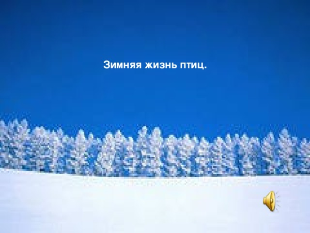 Зимняя жизнь птиц.