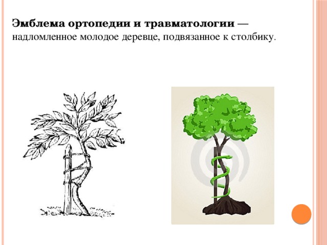 Эмблема ортопедии и травматологии  — надломленное молодое деревце, подвязанное к столбику .
