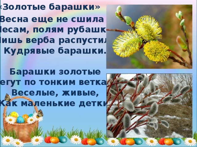 «Золотые барашки»  Весна еще не сшила  Лесам, полям рубашки,  Лишь верба распустила  Кудрявые барашки.   Барашки золотые  Бегут по тонким веткам,  Веселые, живые,  Как маленькие детки.