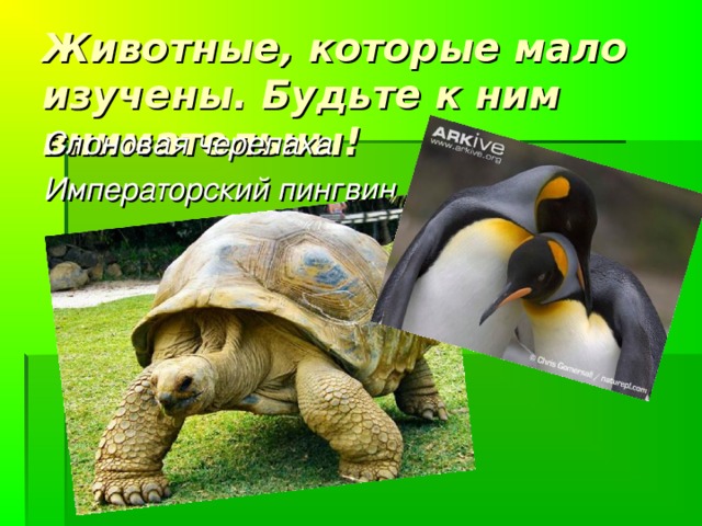 Внимание! Количество животных уменьшается! Амурский тигр