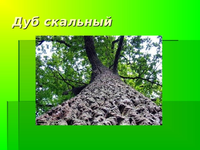 Не исчезайте, растущие дико! Дуб скальный Высота до 30 м. Вид – реликтовый Распространен – Скандинавия, Атлантическая Европа Береза карликовая Высота – 1-1,5 м. Вид- очень редкий Распространена –Европа, Сибирь, Северная Америка.