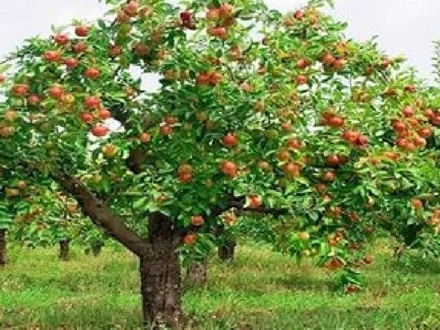 Вопрос 1: Кернис - славянский бог этого дерева. Считали, что умилостивить его и получить хороший урожай можно, зажигая на дереве свечи. (2 балла) Плоды этого дерева содержат витамины С,В, каротин. (1 балл)  ЯБЛОНЯ