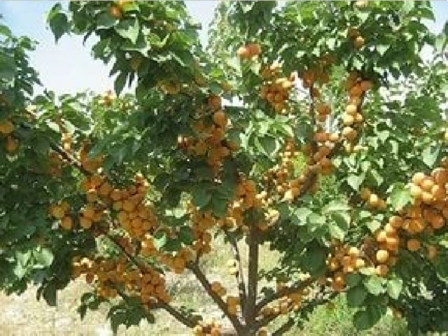 Вопрос 2: Дерево со сладкими оранжевыми плодами. (2 балла) Эти плоды полезны тем, кто страдает малокровием. (1 балл) АБРИКОС