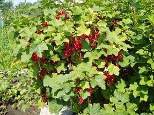 Вопрос 3: Кустарник с красными или черными ягодами. (2 балла) Плоды и листья содержат большое количество витамина С. (1 балл) СМОРОДИНА