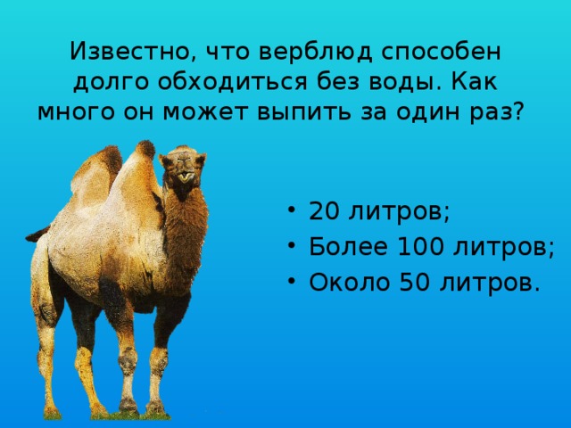 Известно, что верблюд способен долго обходиться без воды. Как много он может выпить за один раз? 20 литров; Более 100 литров; Около 50 литров.