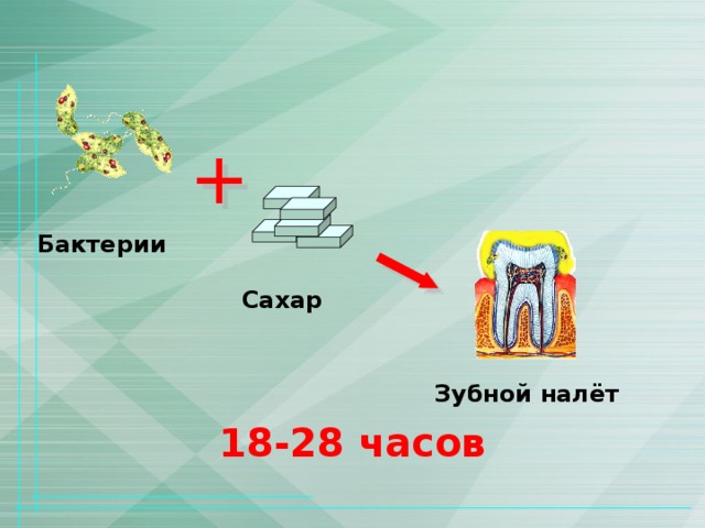 Бактерии Сахар Зубной  налёт 18-28 часов