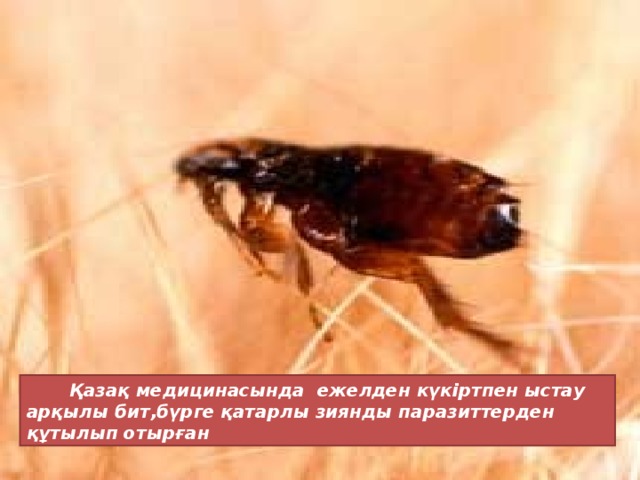 Қазақ медицинасында ежелден күкіртпен ыстау арқылы бит,бүрге қатарлы зиянды паразиттерден құтылып отырған