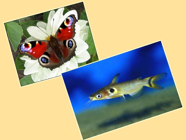 Необычный рисунок (в виде глаза) на перьях павлина послужил названием для бабочек – павлиний глаз и для рыб - павлиний глаз.