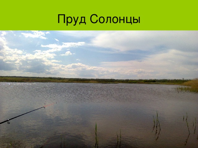 Пруд Солонцы