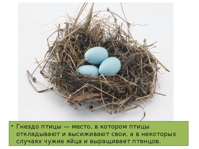 Гнездо птицы — место, в котором птицы откладывают и высиживают свои, а в некоторых случаях чужие яйца и выращивает птенцов.