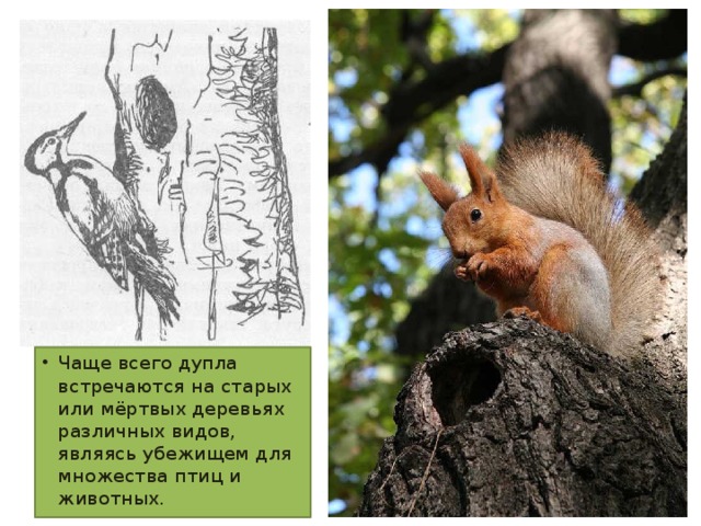 Чаще всего дупла встречаются на старых или мёртвых деревьях различных видов, являясь убежищем для множества птиц и животных.