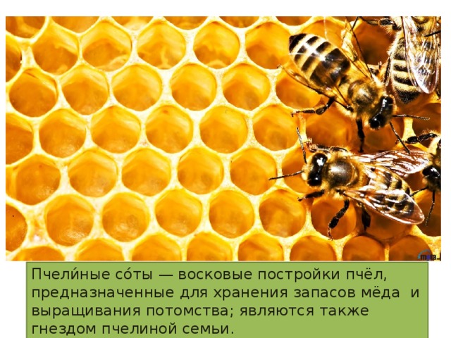 Пчели́ные со́ты — восковые постройки пчёл, предназначенные для хранения запасов мёда и выращивания потомства; являются также гнездом пчелиной семьи.