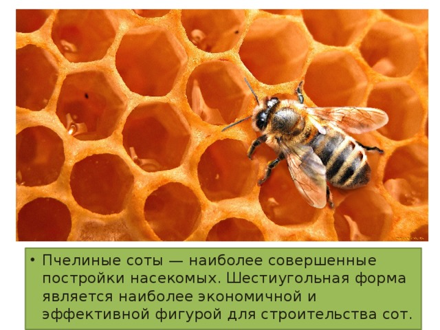 Пчелиные соты — наиболее совершенные постройки насекомых. Шестиугольная форма является наиболее экономичной и эффективной фигурой для строительства сот.