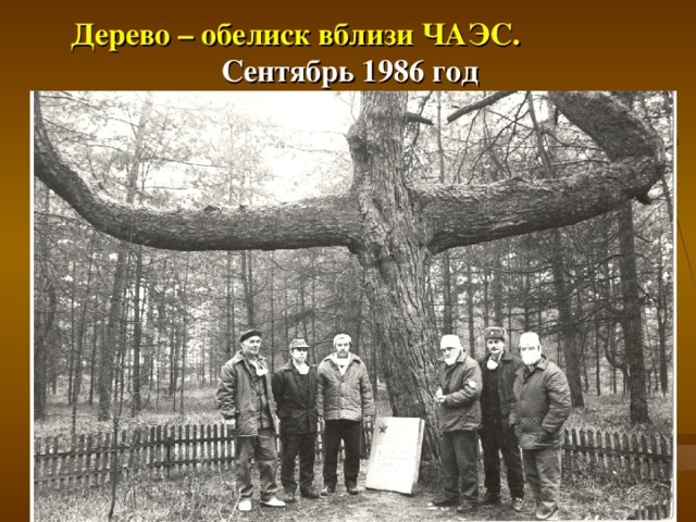 Дерево – обелиск вблизи ЧАЭС. Сентябрь 1986 год