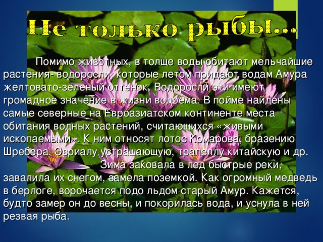 Помимо животных, в толще воды обитают мельчайшие растения- водоросли, которые летом придают водам Амура желтовато-зеленый оттенок. Водоросли эти имеют громадное значение в жизни водоема. В пойме найдены самые северные на Евроазиатском континенте места обитания водных растений, считающихся «живыми ископаемыми». К ним относят лотос Комарова, бразению Шребера, Эвриалу устрашающую, трапеллу китайскую и др.  Зима заковала в лед быстрые реки, завалила их снегом, замела поземкой. Как огромный медведь в берлоге, ворочается подо льдом старый Амур. Кажется, будто замер он до весны, и покорилась вода, и уснула в ней резвая рыба.