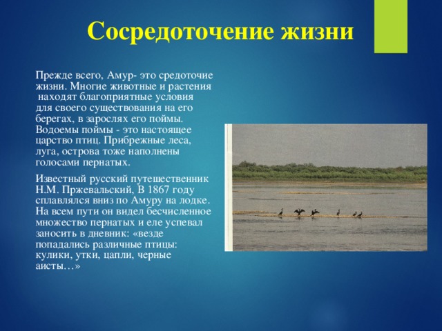 Сосредоточение жизни Прежде всего, Амур- это средоточие жизни. Многие животные и растения находят благоприятные условия для своего существования на его берегах, в зарослях его поймы. Водоемы поймы - это настоящее царство птиц. Прибрежные леса, луга, острова тоже наполнены голосами пернатых. Известный русский путешественник Н.М. Пржевальский, В 1867 году сплавлялся вниз по Амуру на лодке. На всем пути он видел бесчисленное множество пернатых и еле успевал заносить в дневник: «везде попадались различные птицы: кулики, утки, цапли, черные аисты…»