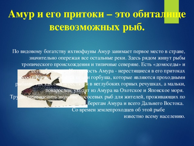 Амур и его притоки – это обиталище всевозможных рыб.  По видовому богатству ихтиофауны Амур занимает первое место в стране, значительно опережая все остальные реки. Здесь рядом живут рыбы тропического происхождения и типичные северяне. Есть «домоседы» и есть «бродяги». Но гордость Амура - нерестящиеся в его притоках лососи. К ним относятся кета и горбуша, которые являются проходными рыбами, так как они нерестятся в неглубоких горных речушках, а мальки, повзрослев, уходят из Амура на Охотское и Японское моря. Трудно переоценить значение лососевых рыб для жителей, проживающих по берегам Амура и всего Дальнего Востока.  Со времен землепроходцев об этой рыбе известно всему населению .